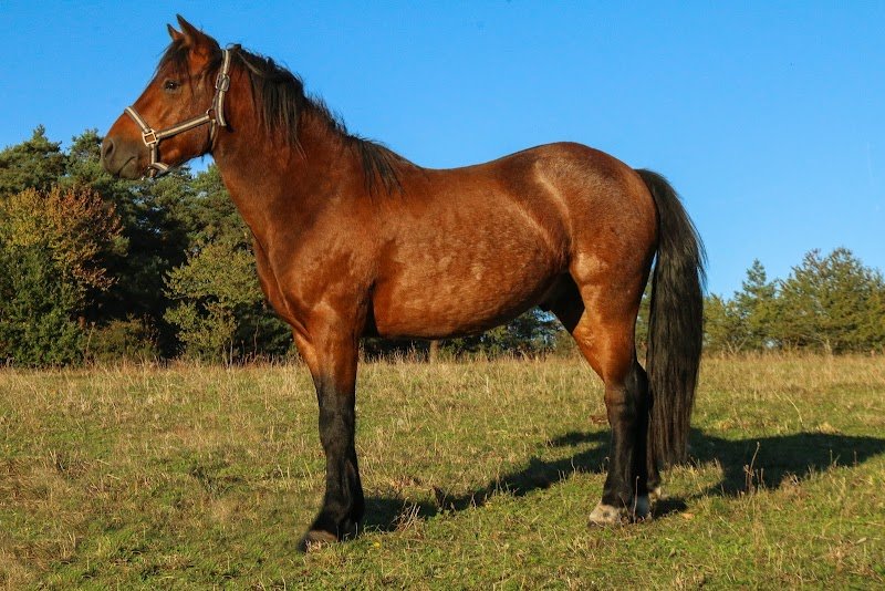 Elevage de Bedou - Poneys de Sport - New-Forest