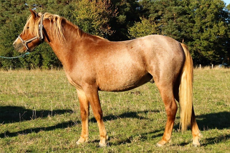 Elevage de Bedou - Poneys de Sport - New-Forest - photo 2