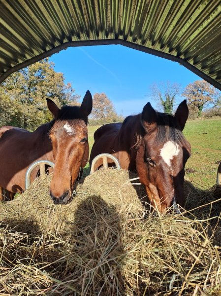 Pension pour chevaux - Domaine de Mons - photo 2