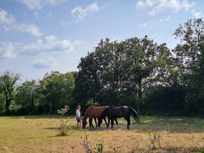 Pension pour chevaux - Domaine de Mons - photo 3