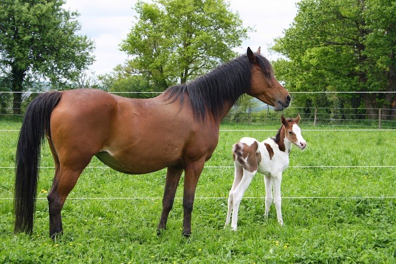 Ferme équestre de Gary - photo 2