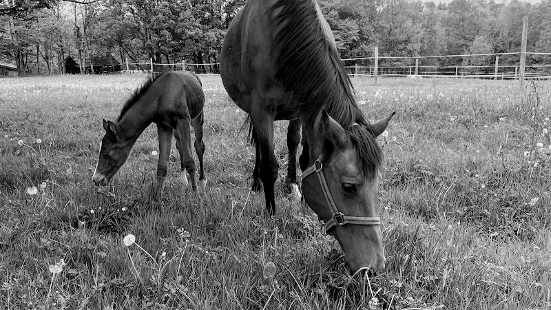 Écurie La Belle Vie