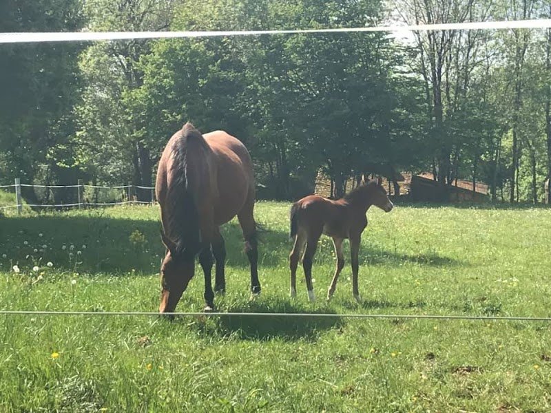 Écurie La Belle Vie - photo 2