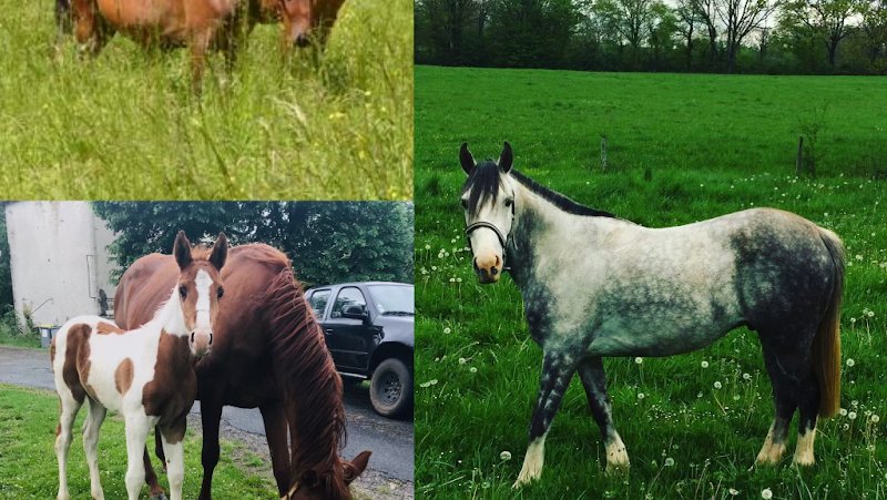 Écurie La Belle Vie - photo 3