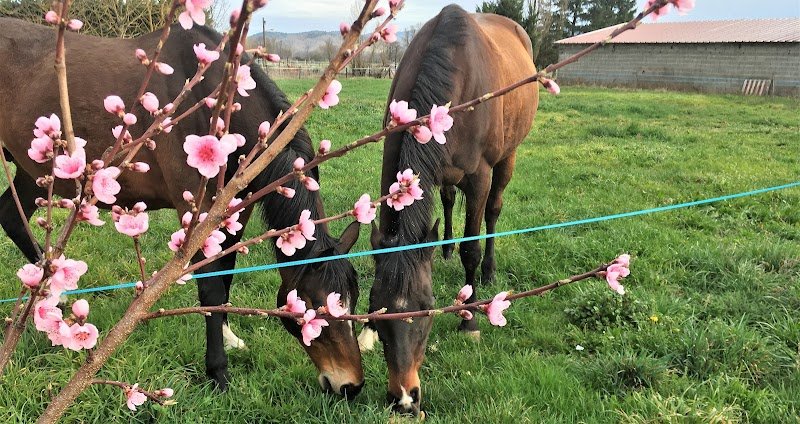 Earl Ferme Equestre Du Gray - photo 2