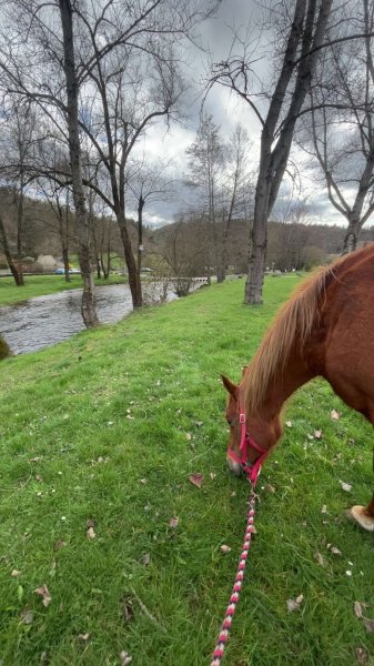 Les écurie de mina Mélina Delair - photo 1