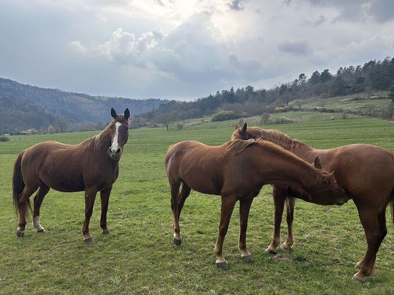 Les écurie de mina Mélina Delair - photo 2