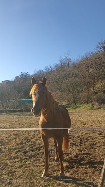 Les écurie de mina Mélina Delair - photo 3