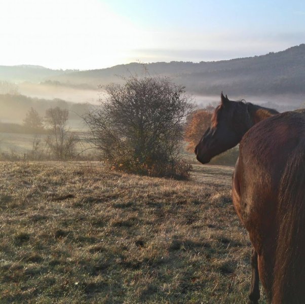 Ecurie au rythme des saisons - photo 3