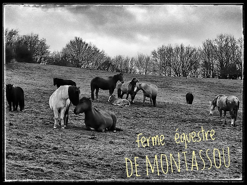Ferme équestre de Montassou - photo 1