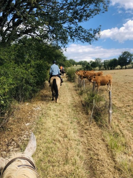 Ferme Equestre du Mas de Laval (balade à cheval/Fromages de chèvre Bio) - photo 3