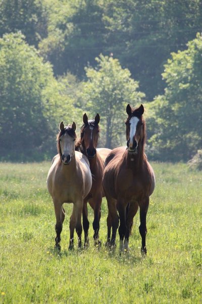 Pension de chevaux de la grande lande - photo 2