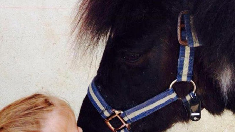 Ecurie D'Arlequin - photo 1