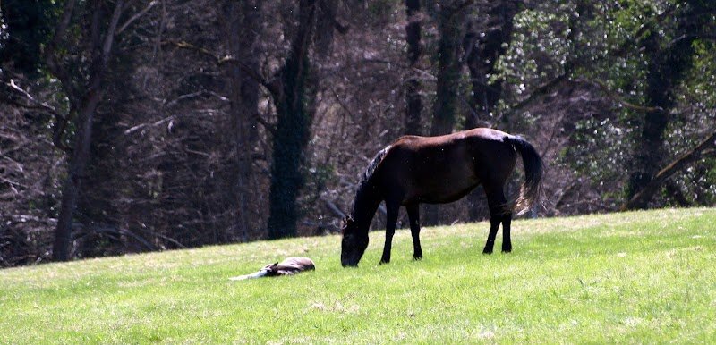 Écurie de Combeneyre - photo 3