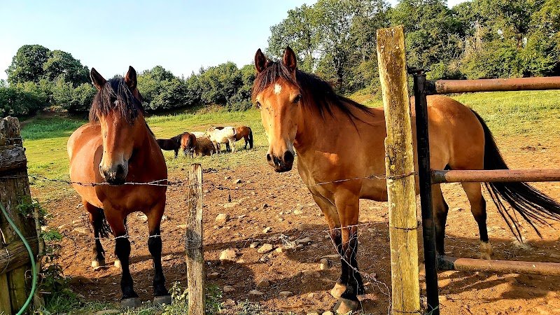 Cheval Nature Détente - photo 2