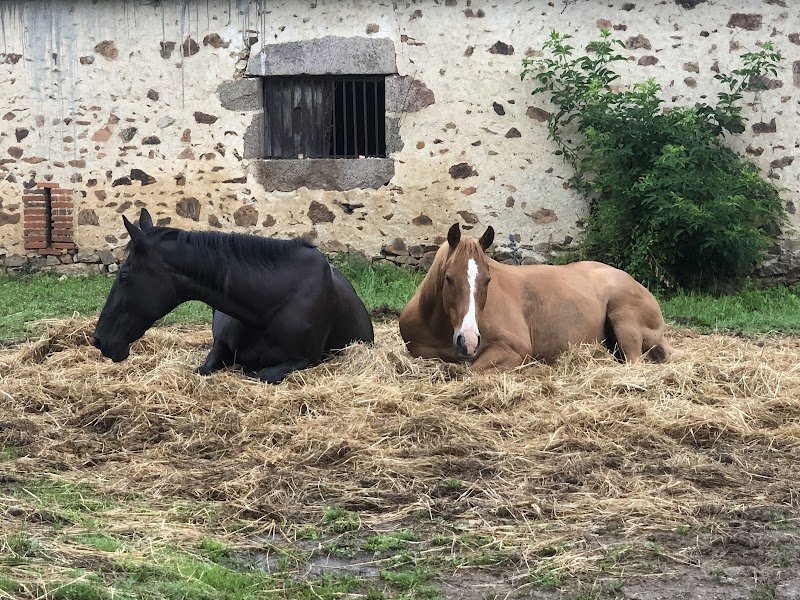La Ferme de Pirata (Horse resort & refuge) - photo 2