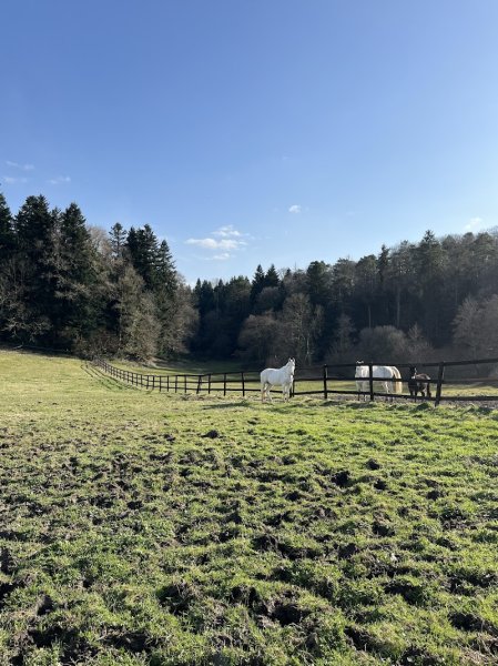 Elevage De Texonnieras ( Pension Équestre et Écurie de propriétaires) - photo 3