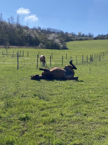 ecurie de la jonchere