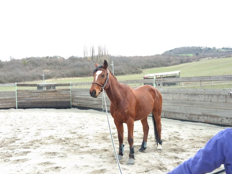 ecurie de la jonchere - photo 3