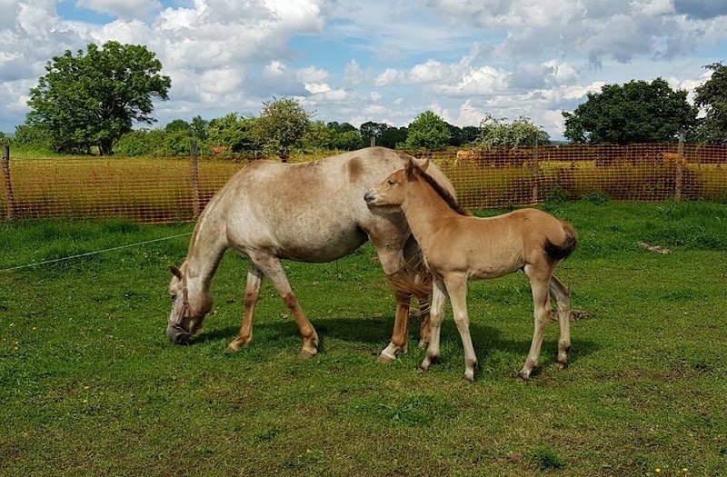 Centre Equestre - Domaine de MAUCAT - photo 2