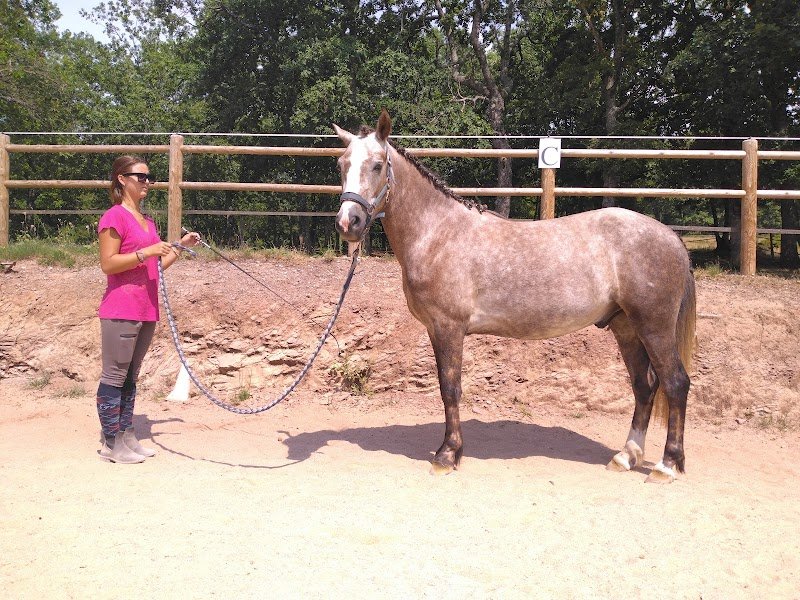 Centre Equestre - Domaine de MAUCAT - photo 3