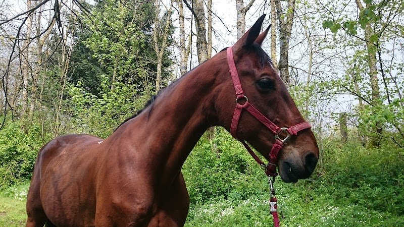 Les écuries de Monplo - photo 2