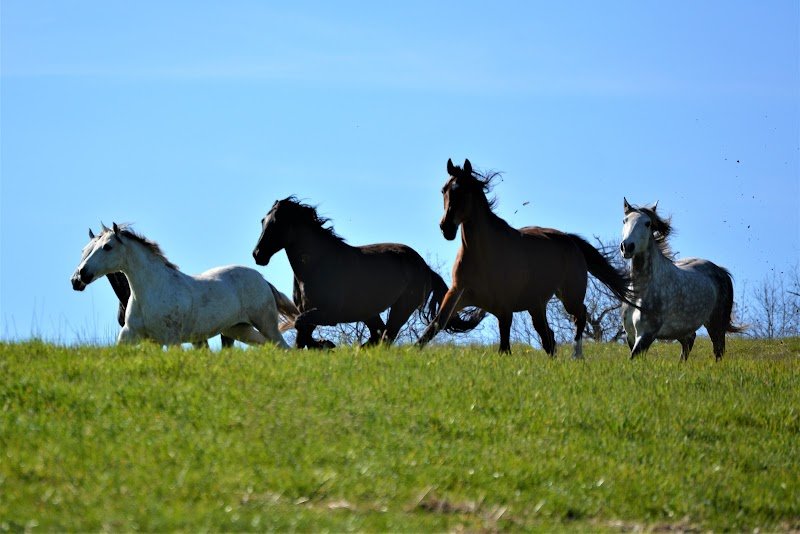 Les écuries de Monplo - photo 3