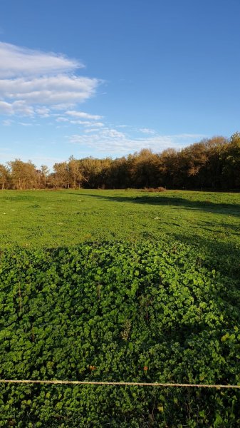 Le Boisset Plus - LES AJT écurie de propriétaires - Equicoaching 82 - Formations - photo 3