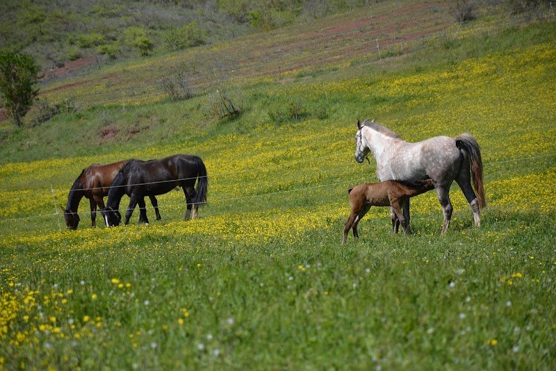 Ecurie de Laurensou - photo 1