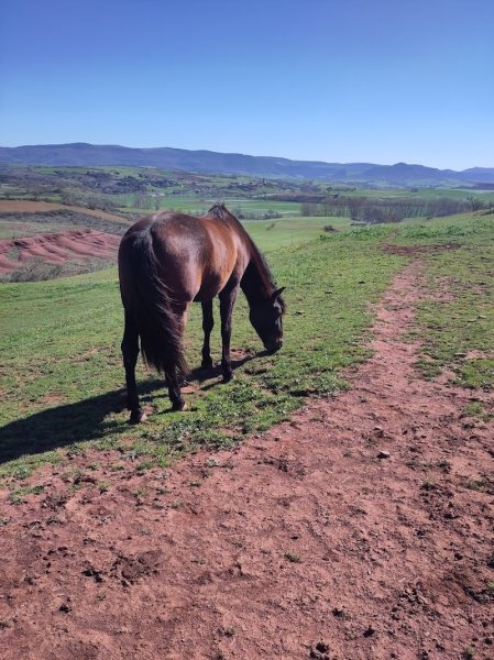 Ecurie de Laurensou - photo 2