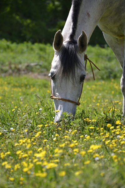 Ecurie de Laurensou - photo 3