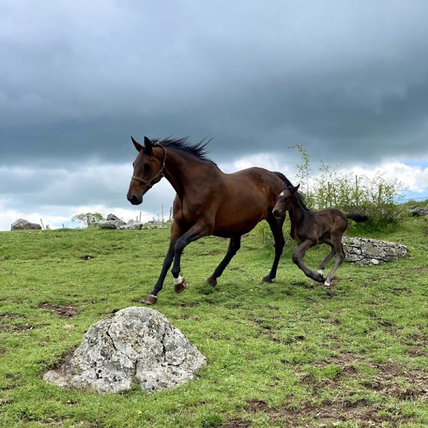 Pôle Équestre de l’Aubrac - photo 1