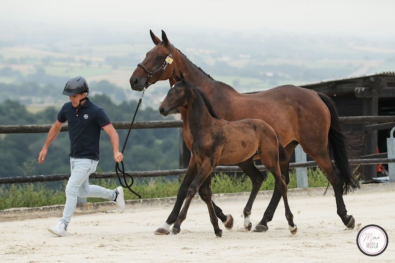 Pôle Équestre de l’Aubrac - photo 2
