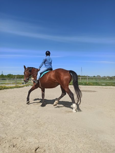 Écurie GAPTEAU Pauline - EQUID' & SENS' - Équithérapie et médiation animale