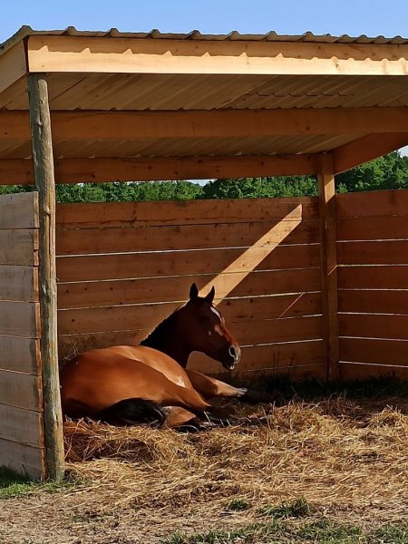 Écurie GAPTEAU Pauline - EQUID' & SENS' - Équithérapie et médiation animale - photo 2