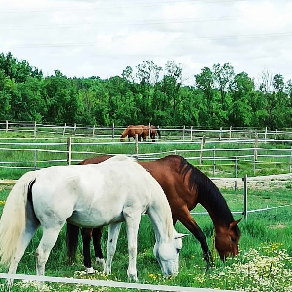 Écurie GAPTEAU Pauline - EQUID' & SENS' - Équithérapie et médiation animale - photo 3