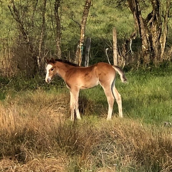 Haras de Bougaux - photo 1