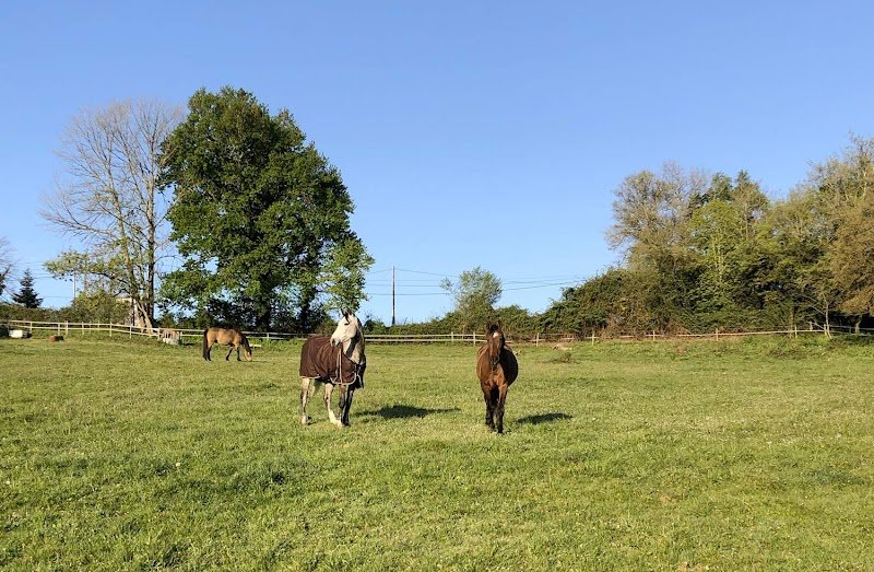 Écurie de morin - pension pré en troupeau