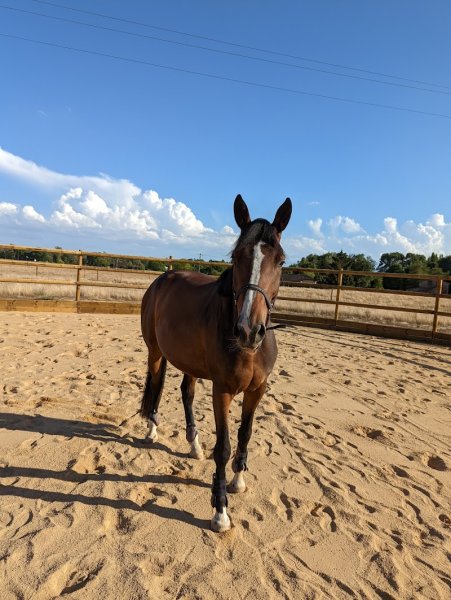 Élevage & Écurie de beloye - photo 3