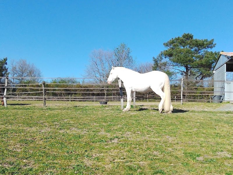 Ecuries de la Bancalié - photo 3