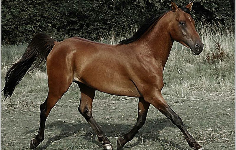 les Ecuries De Bannés - photo 3