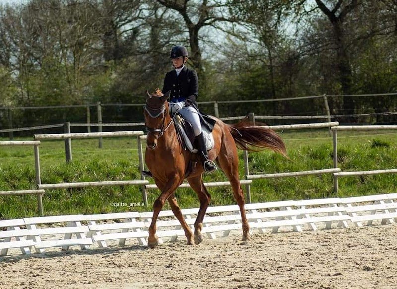 Écurie de la Cour - Centre équestre Poitiers // Dienné - photo 2