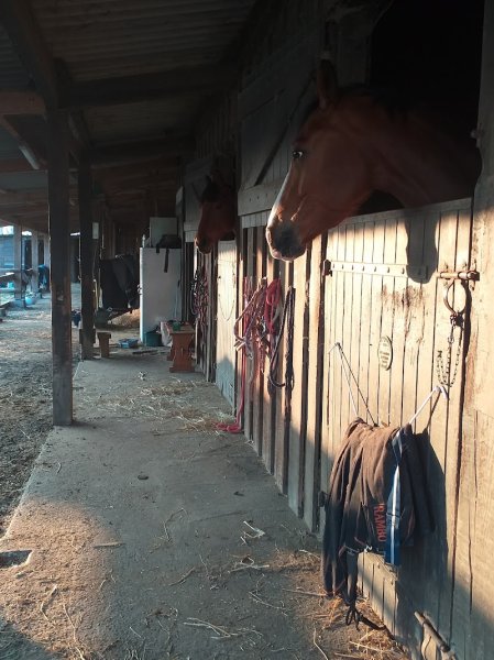 Écurie de lavalette