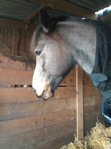 Écurie de lavalette - photo 3