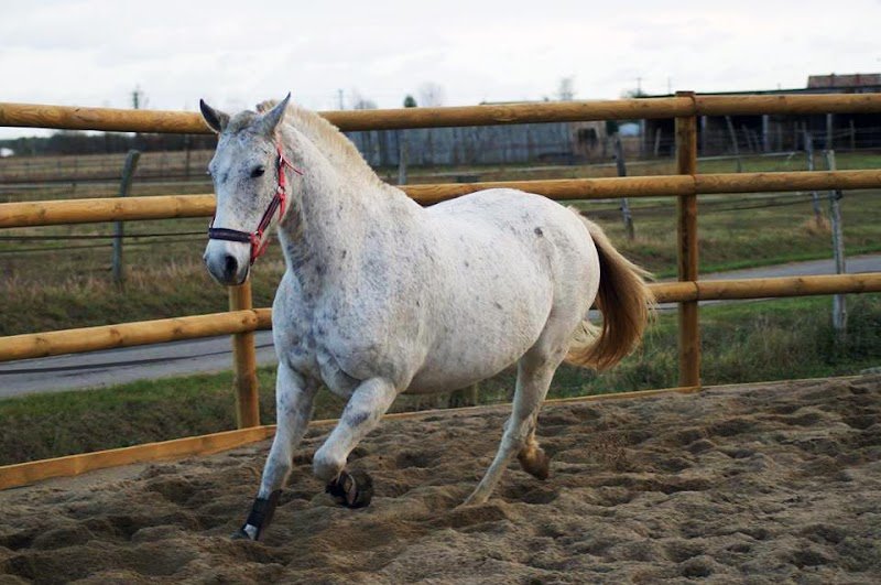 Ecuries de la Gravette - photo 2