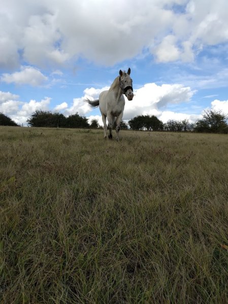 les écuries de l'Arche - photo 2