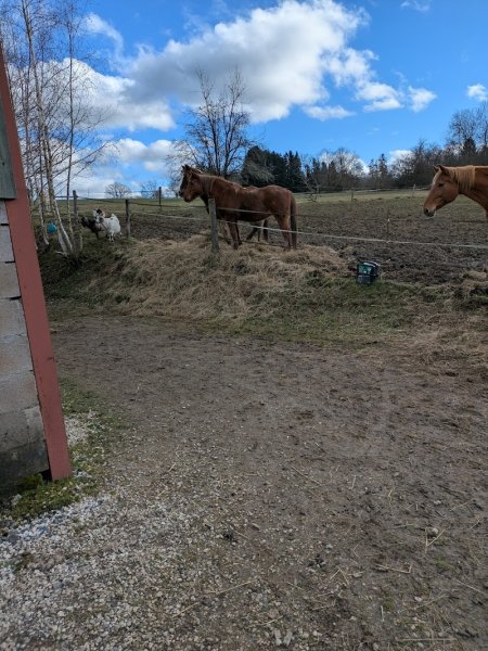 Écurie l'Arche de NOËL - photo 2