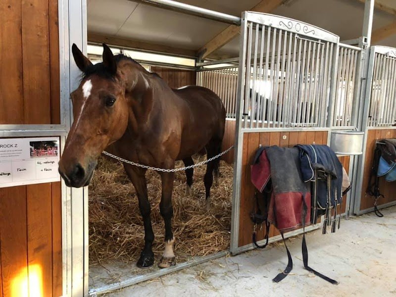 Ecuries de Pramadel & Elevage SCF - photo 2