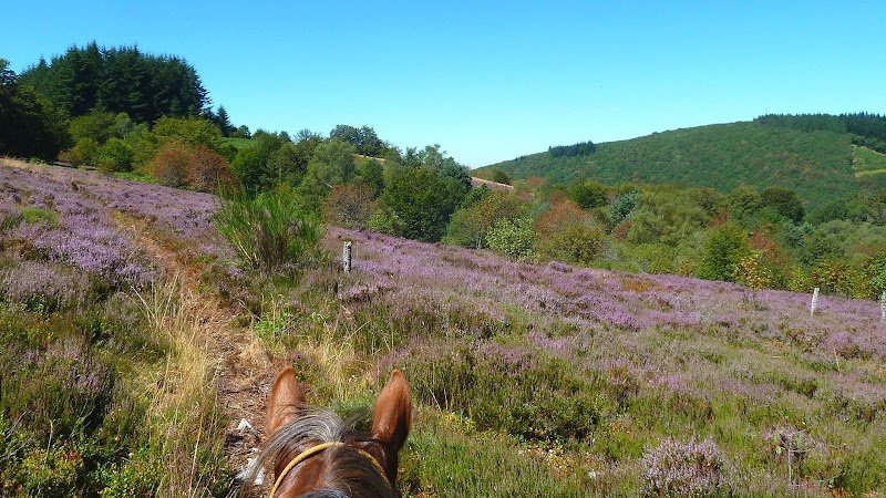La ferme équestre de Tréphy - éthologie & équitation western