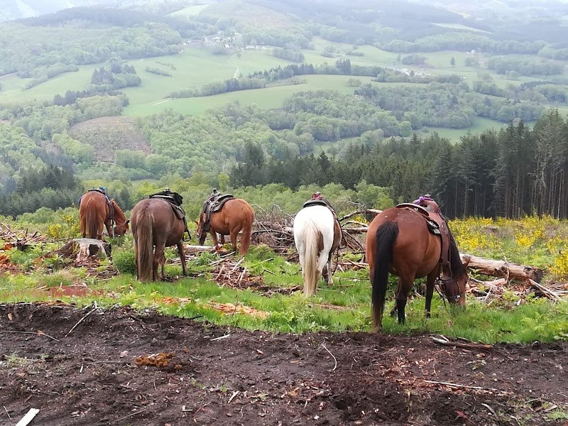 La ferme équestre de Tréphy - éthologie & équitation western - photo 2